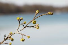 Frühlingserwachen