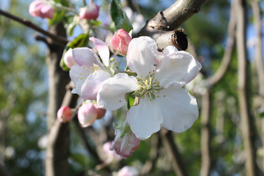 Frühlingserwachen