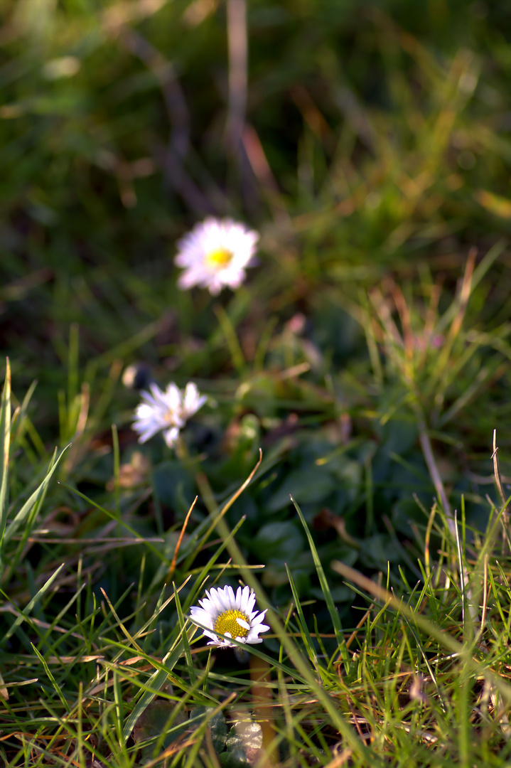 Frühlingserwachen?