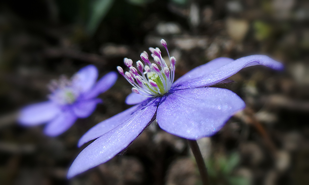 Frühlingserwachen