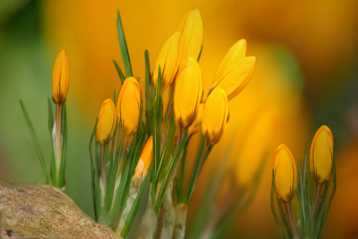 Frühlingserwachen