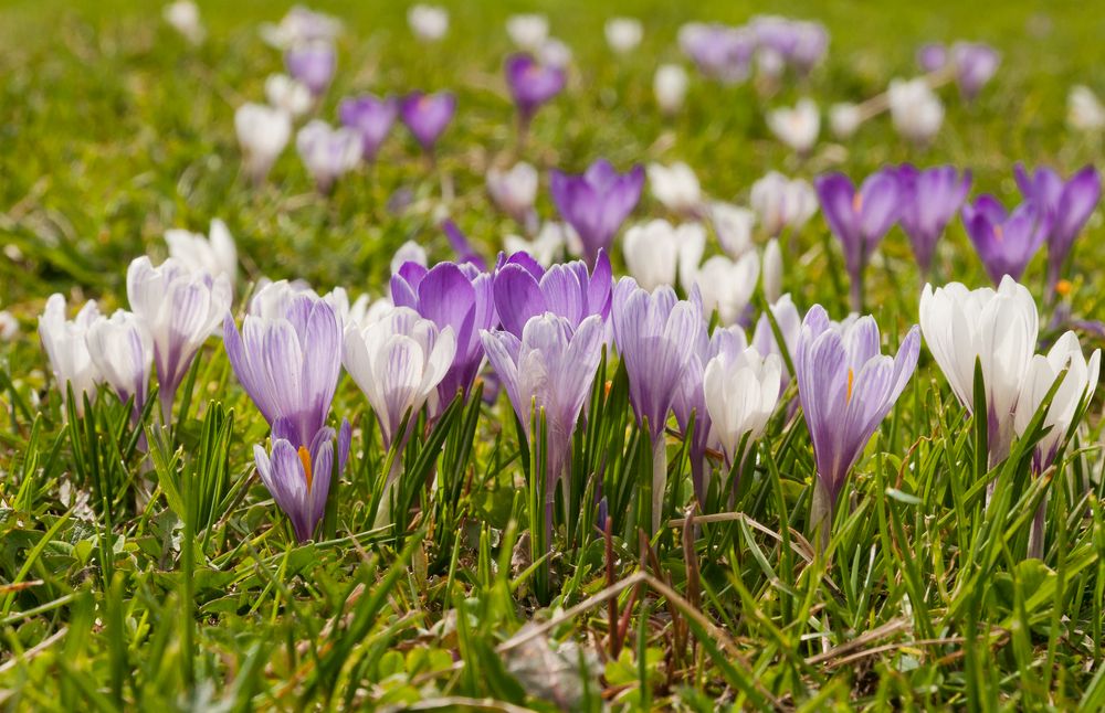 Frühlingserwachen