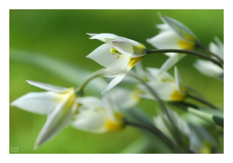 Frühlingserwachen