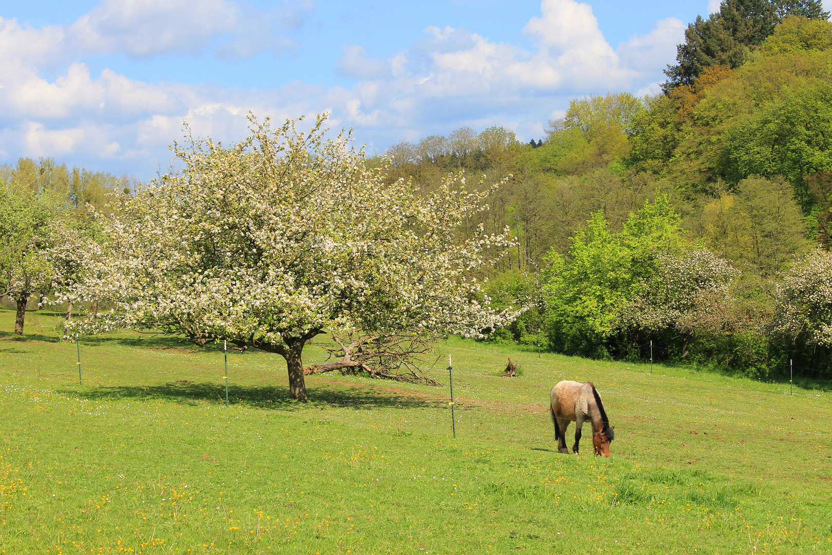 Frühlingserwachen 