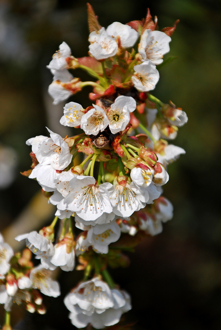 Frühlingserwachen