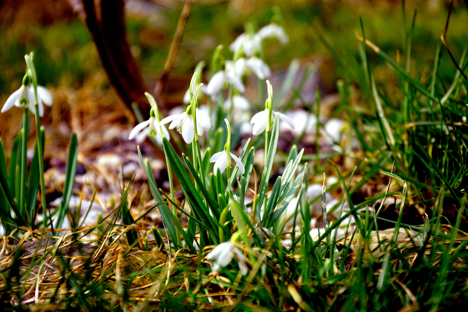 Frühlingserwachen