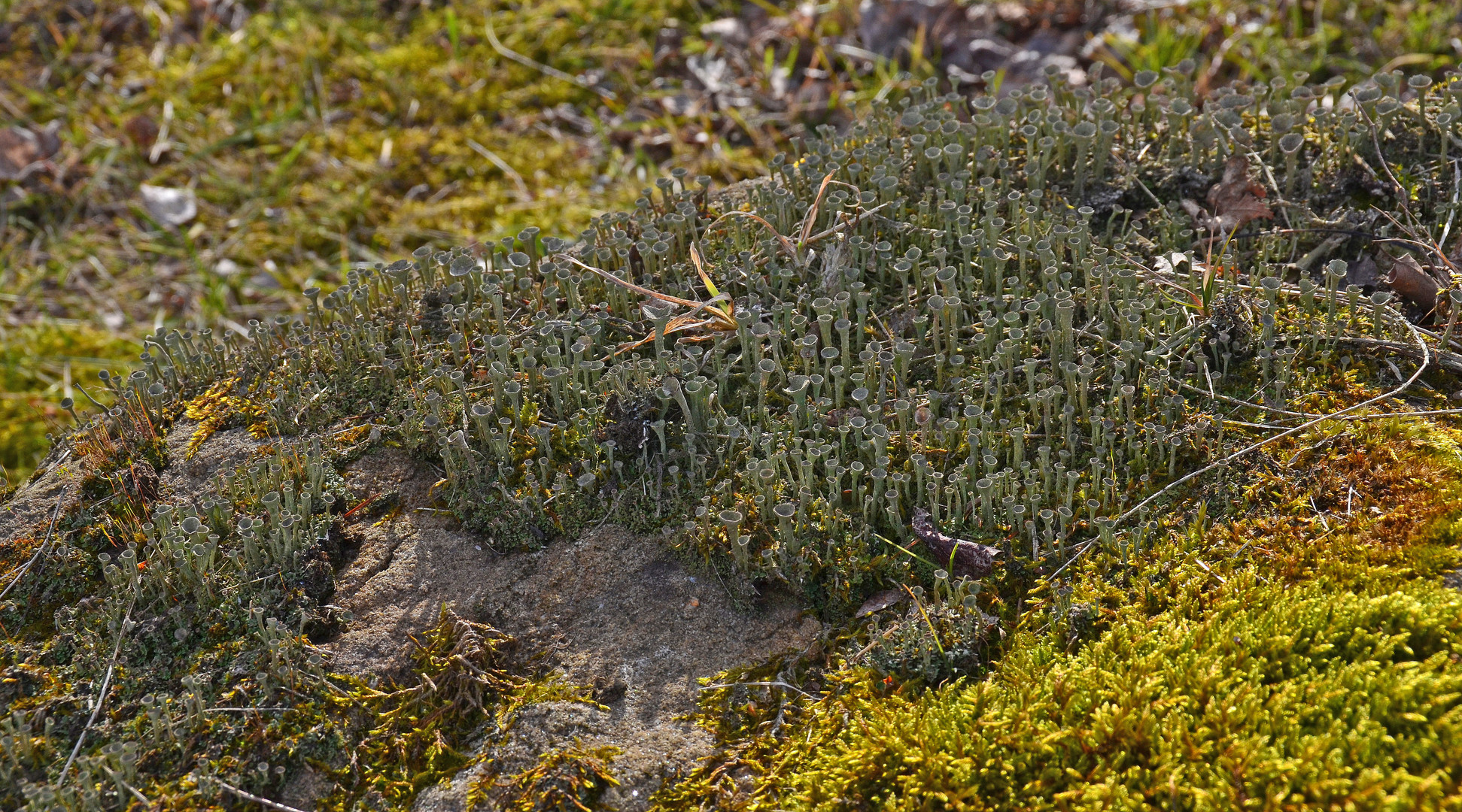 Frühlingserwachen (1)