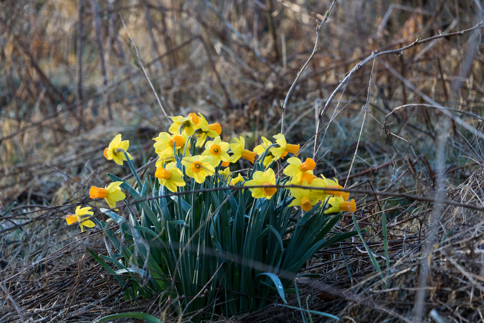 Frühlingserwachen 1