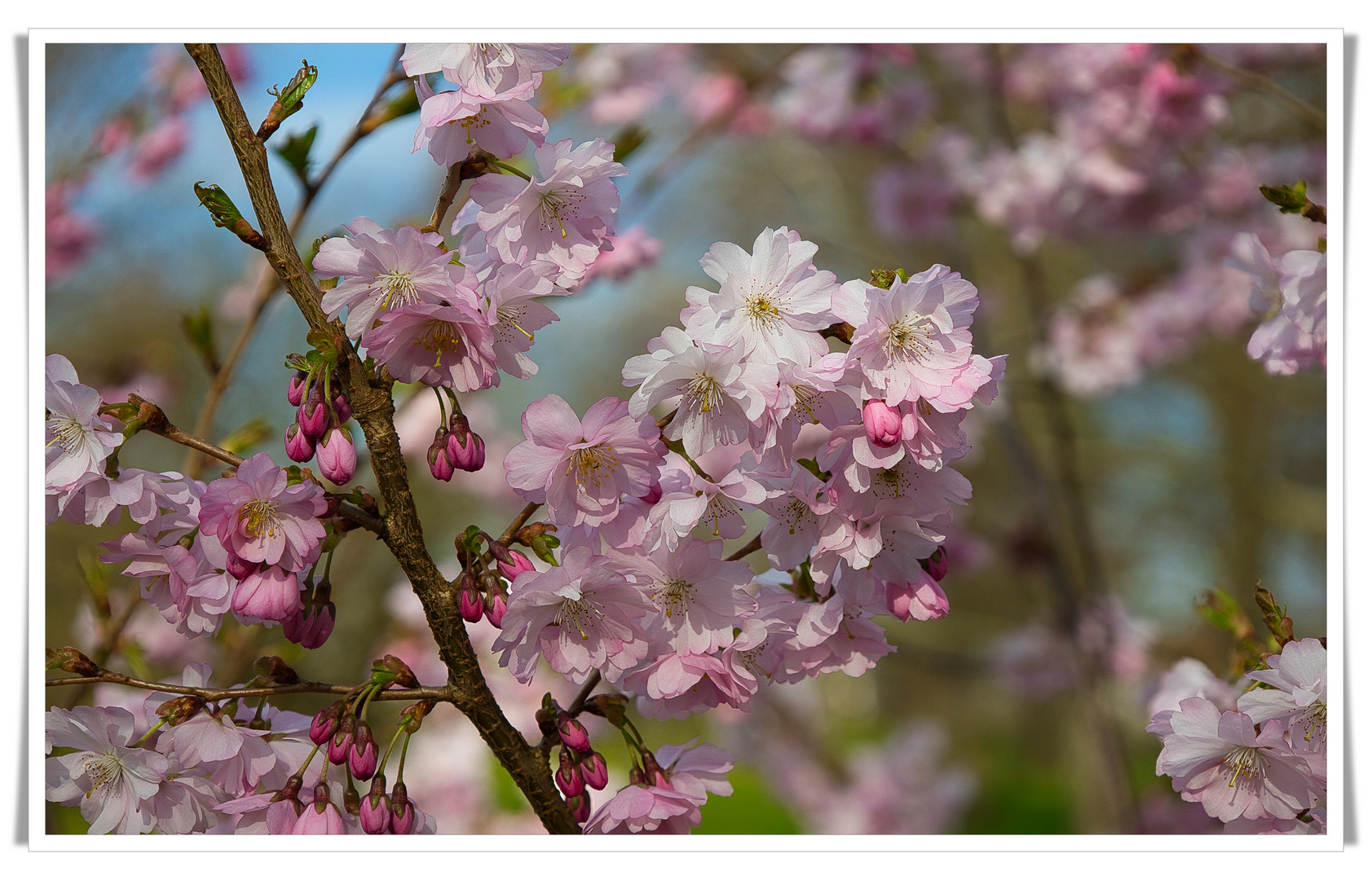 Frühlingserwachen 1