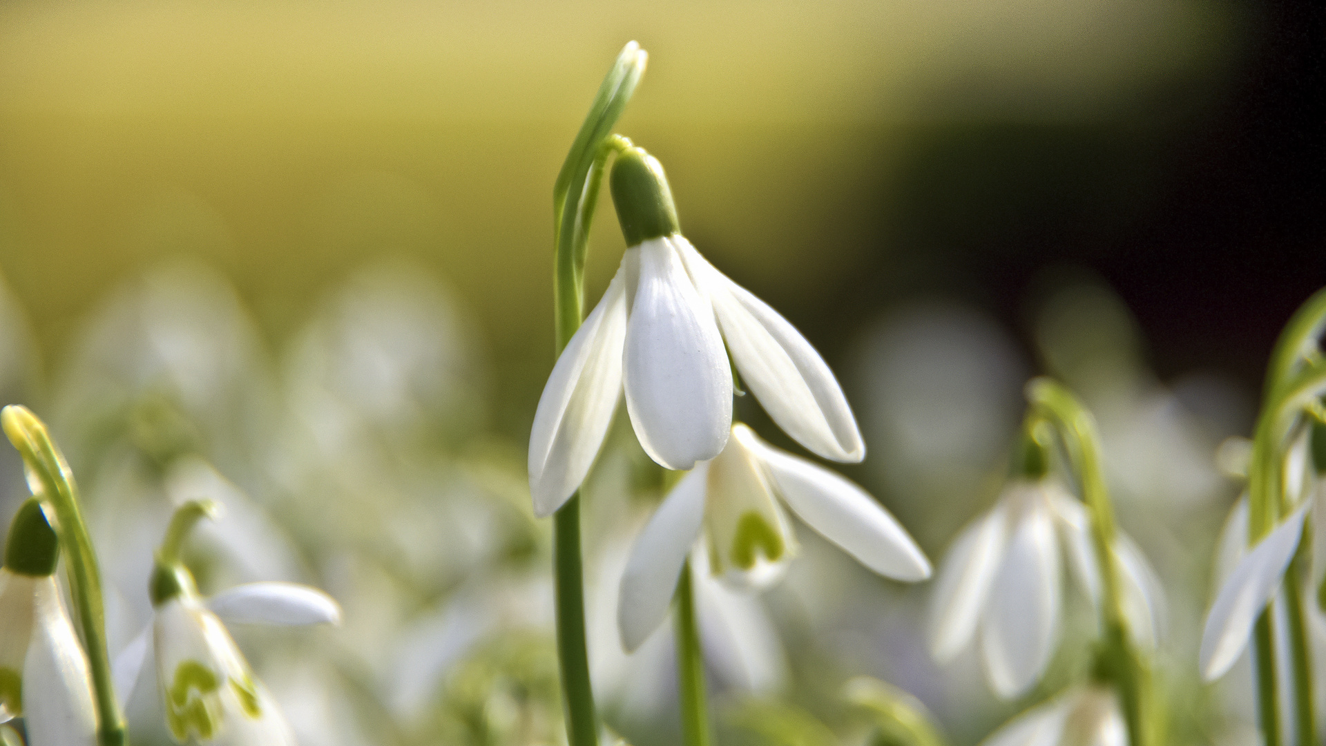 Frühlingserwachen 1