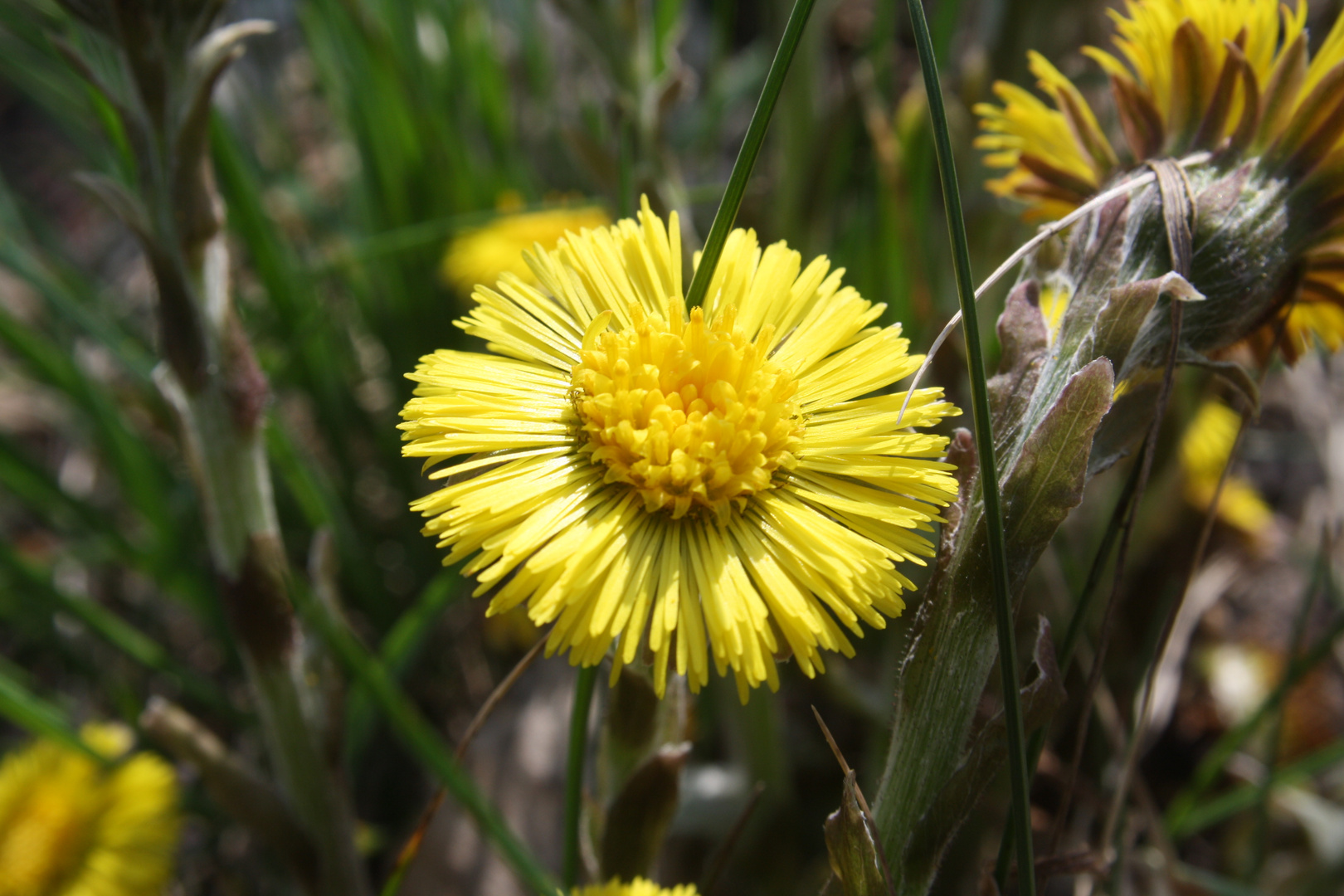 Frühlingserwachen (1)