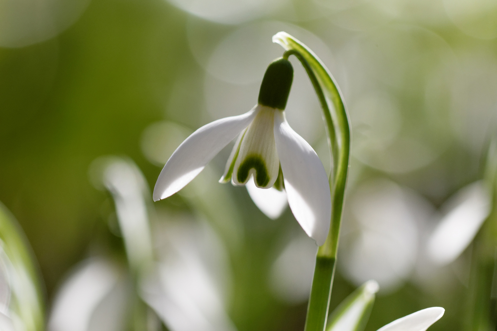 Frühlingserwachen 1