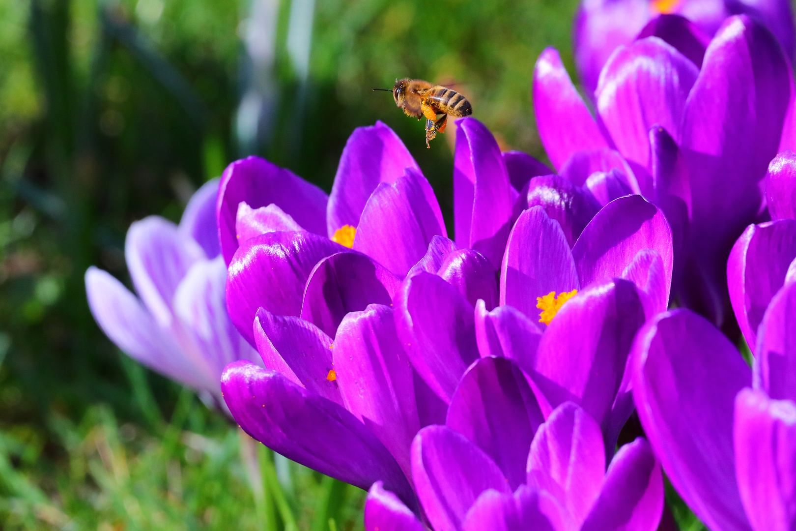 Frühlingserwachen  1