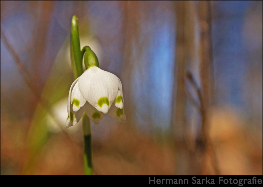 Frühlingserwachen 1