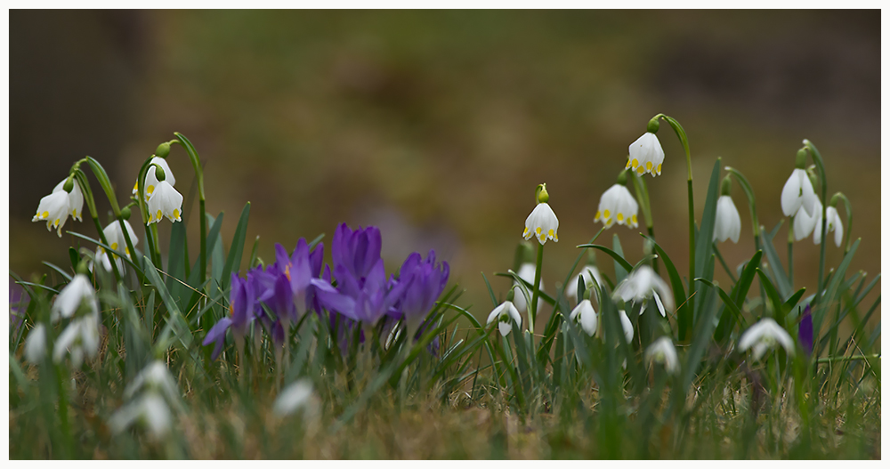 Frühlingserwachen (1)