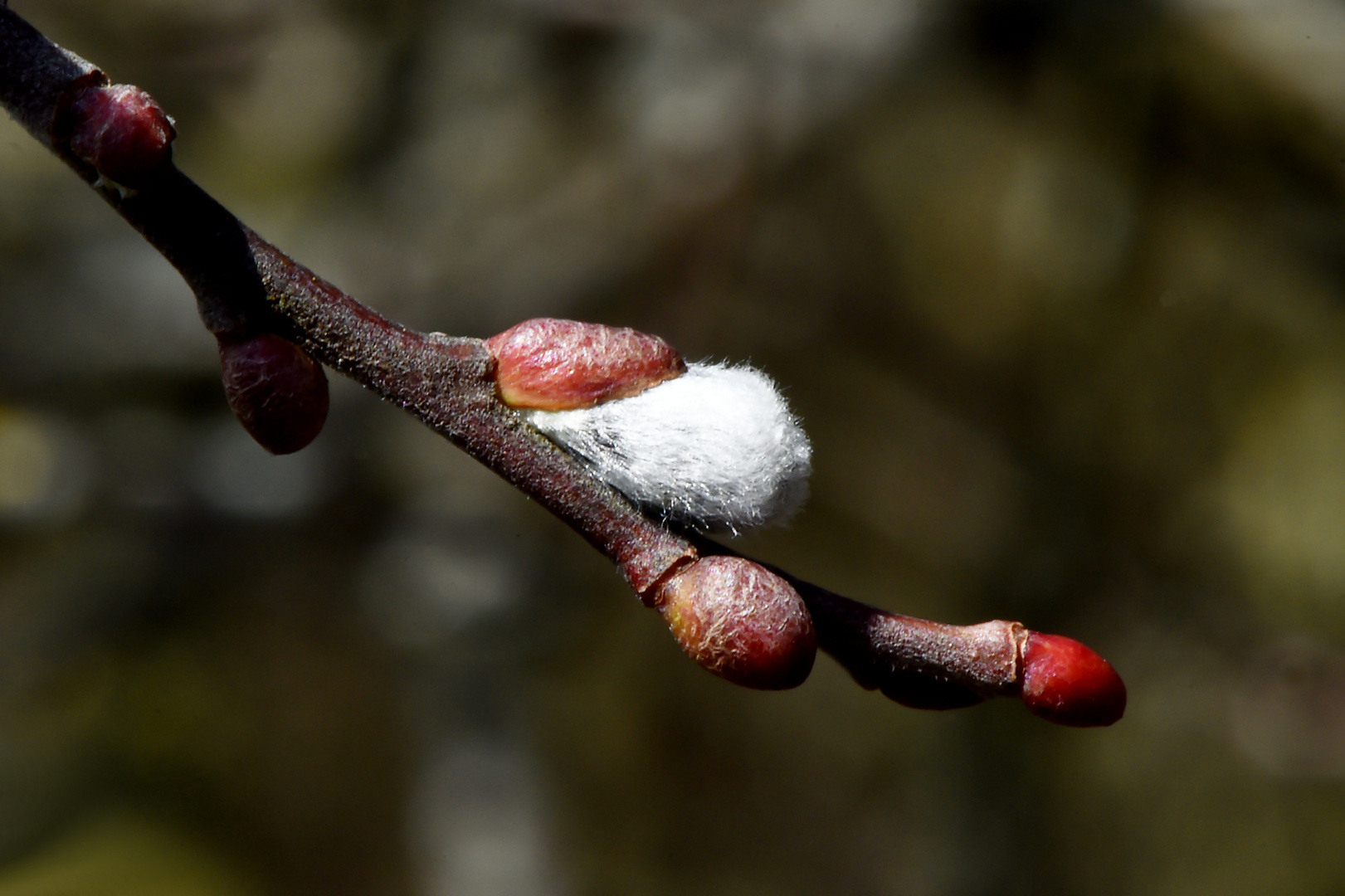 Frühlingserwachen #10