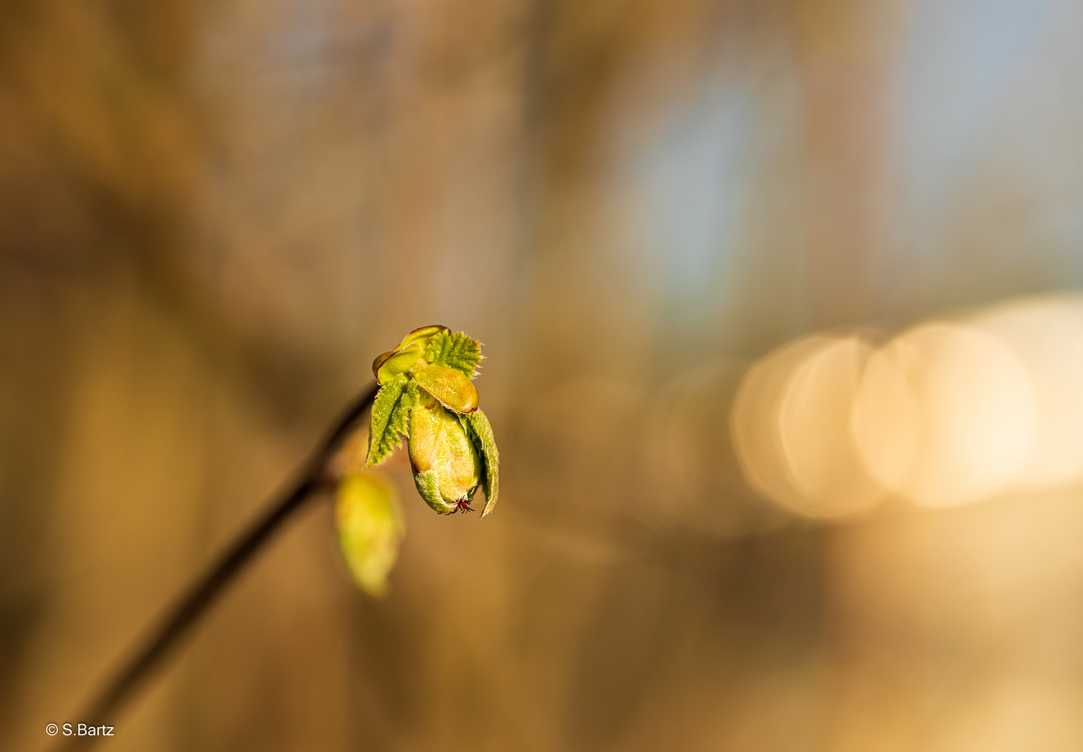 Frühlingserwachen (10)