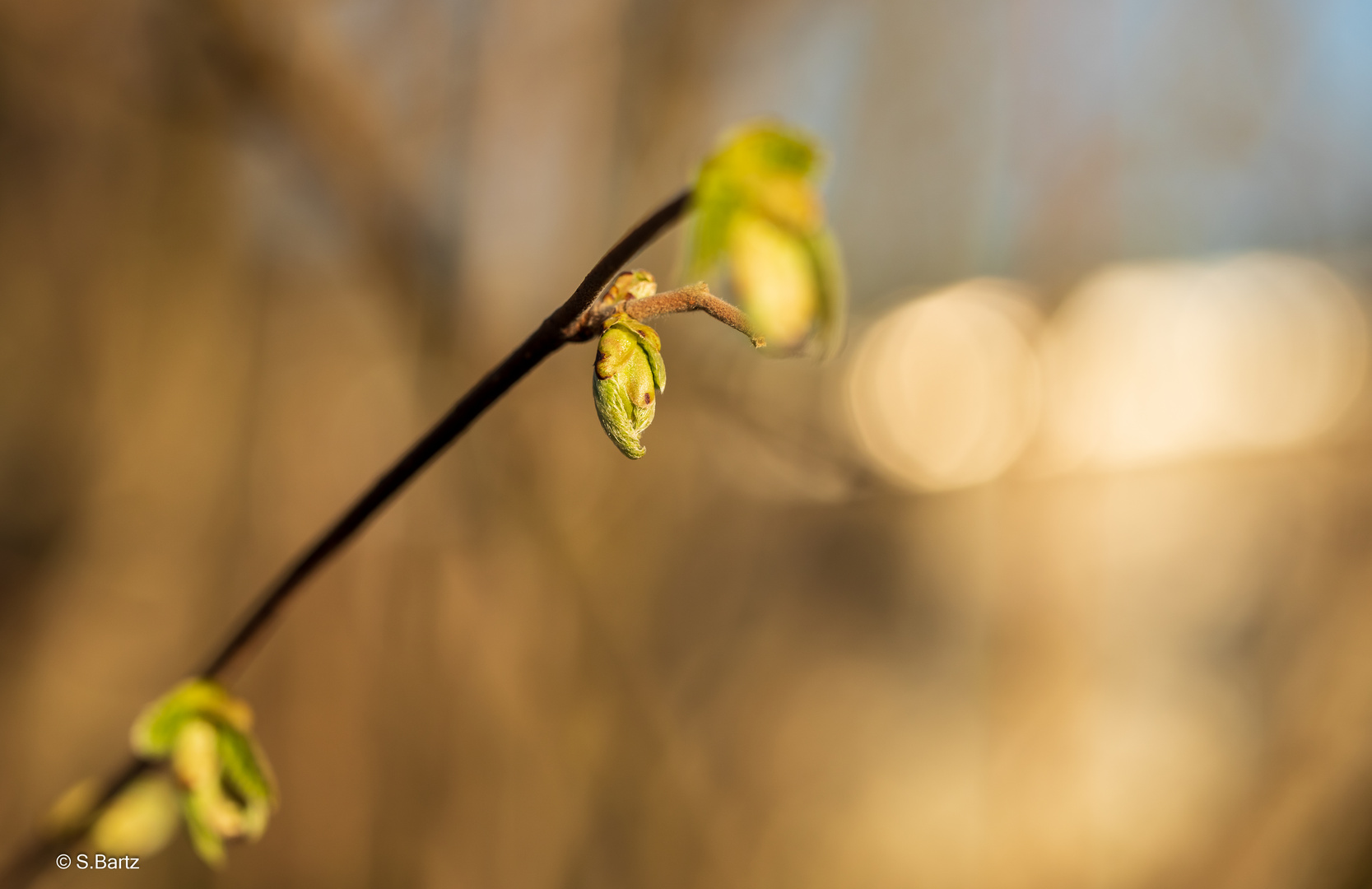 Frühlingserwachen (11)