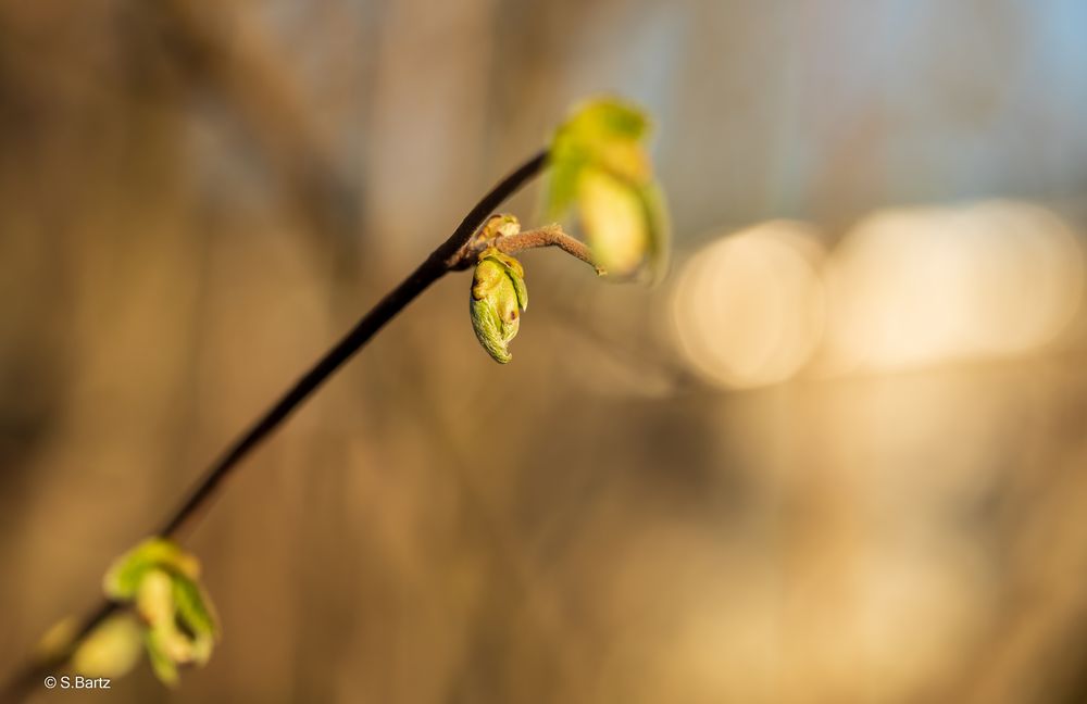 Frühlingserwachen (11)