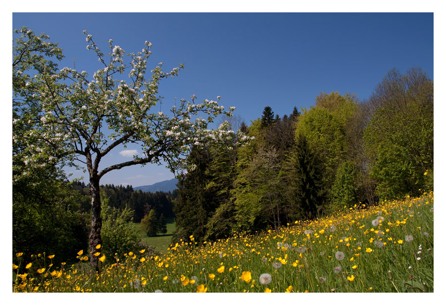 Frühlingserwachen