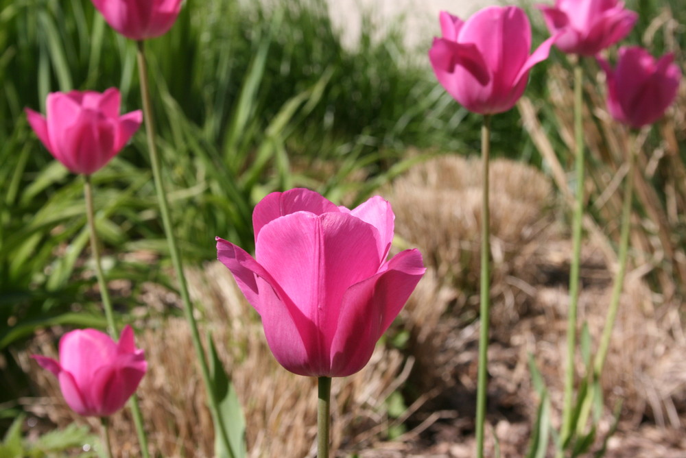 Frühlingserwachen