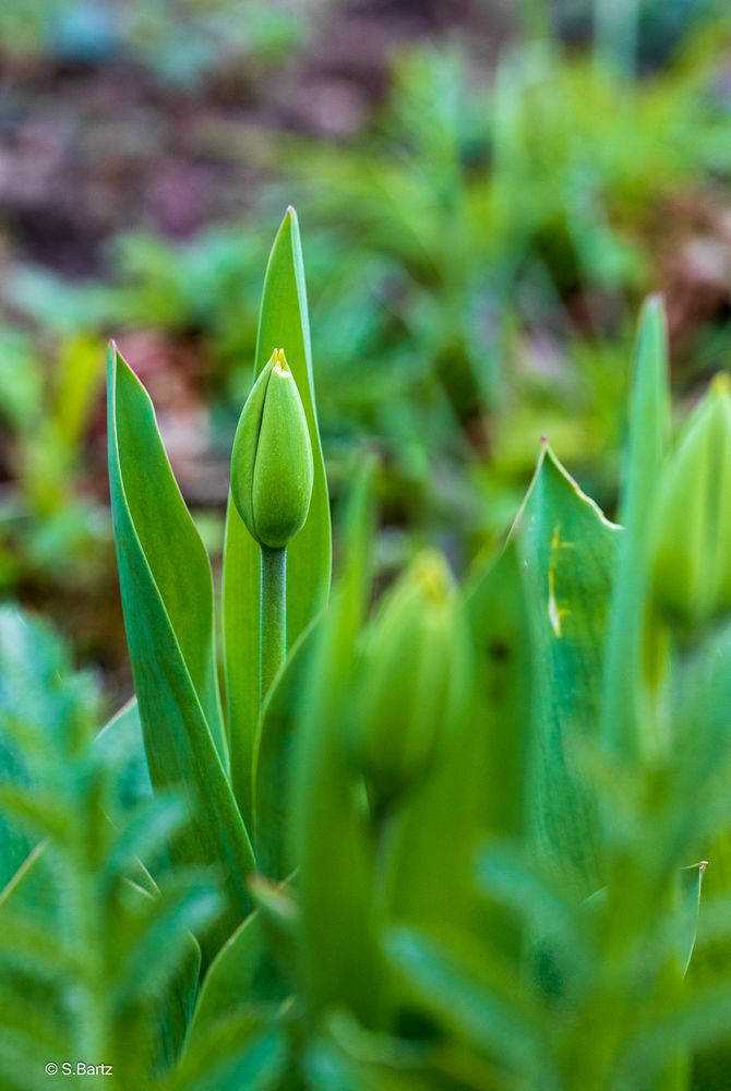 Frühlingserwachen (12)