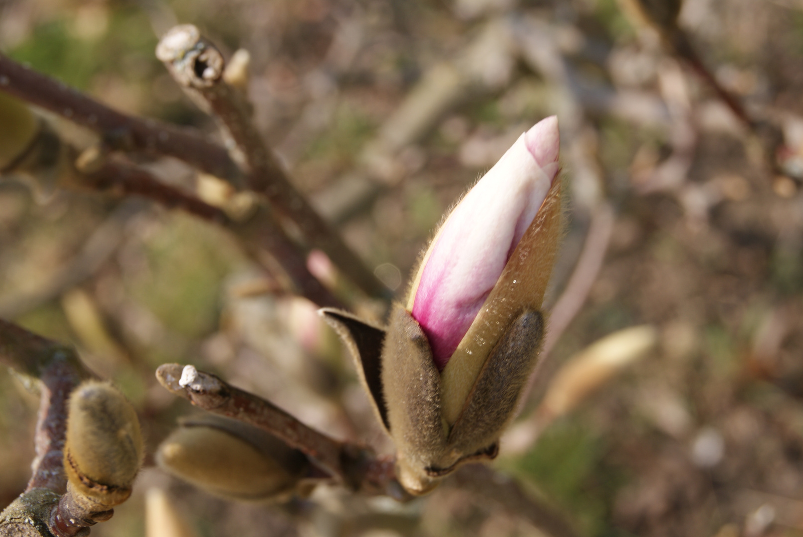 Frühlingserwachen