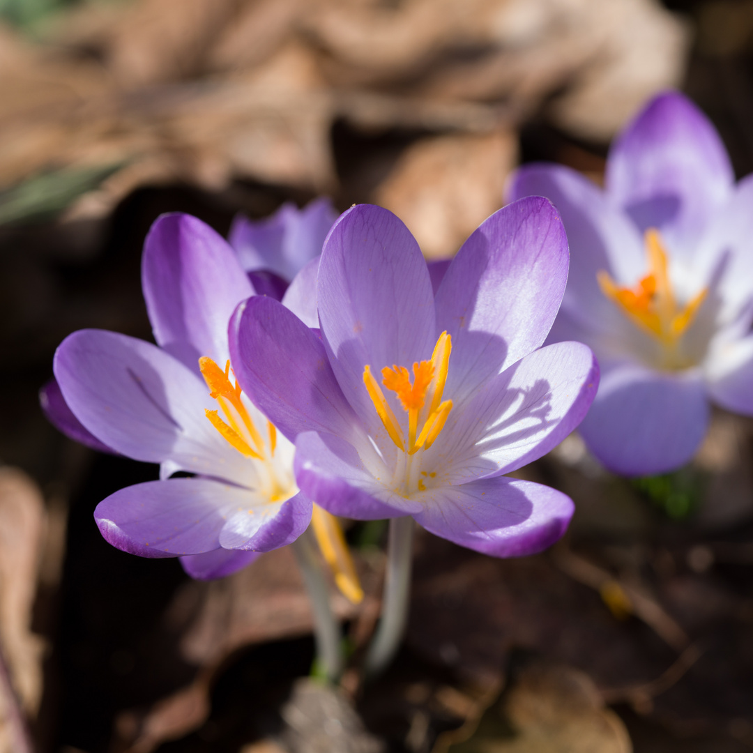 Frühlingserwachen 