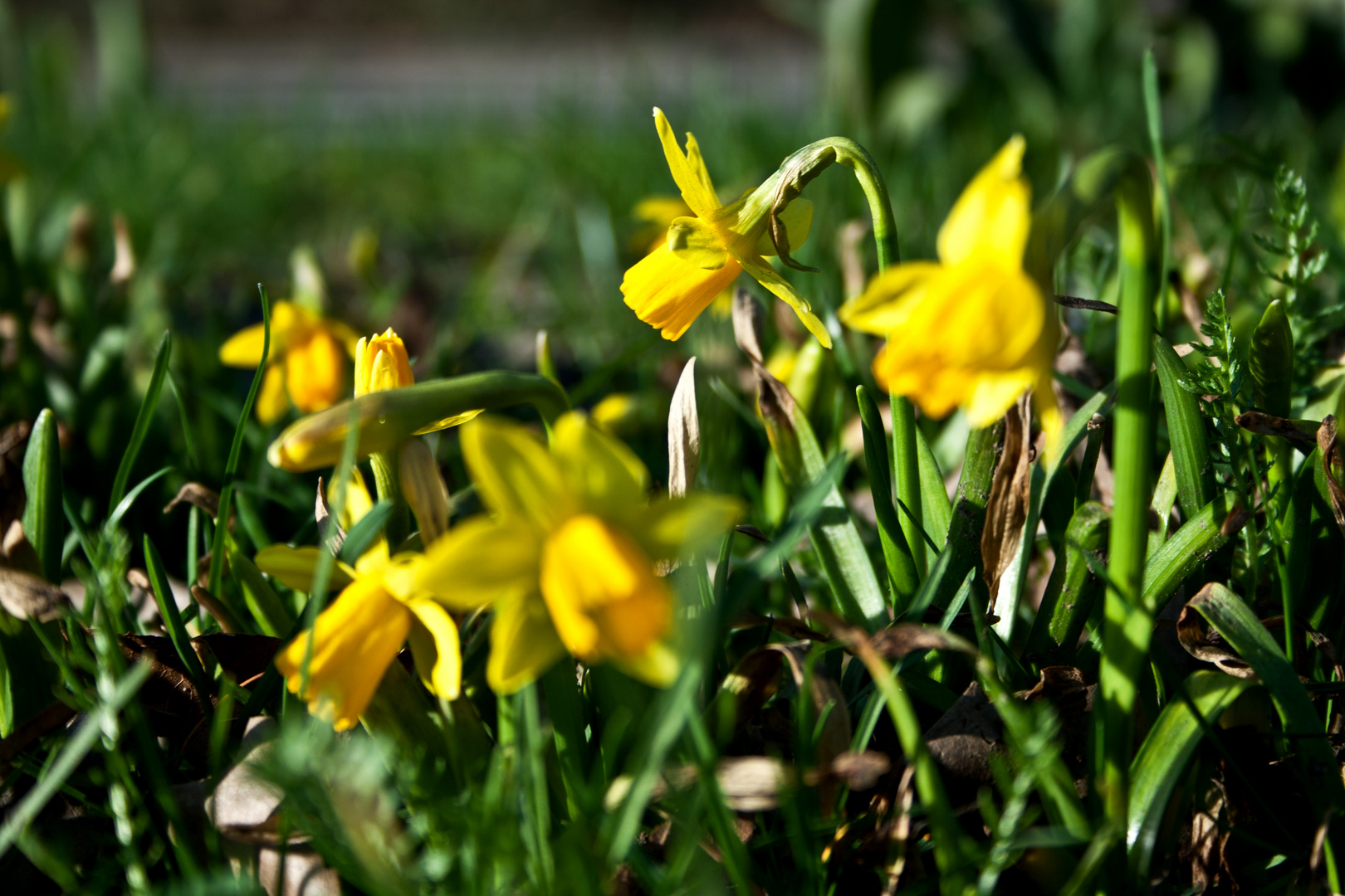 Frühlingserwachen