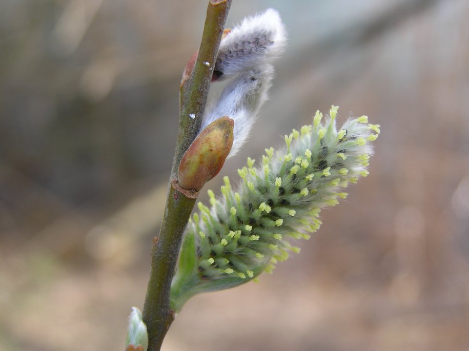 Frühlingserwachen