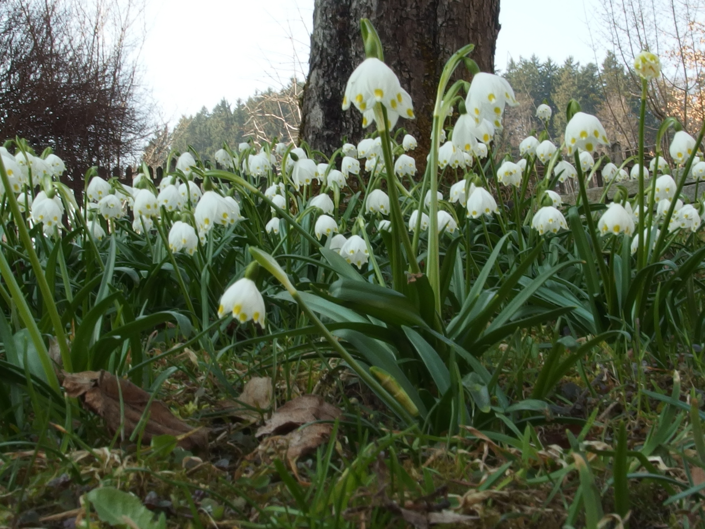 Frühlingserwachen