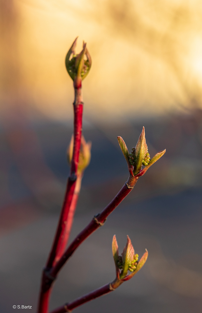 Frühlingserwachen (16)