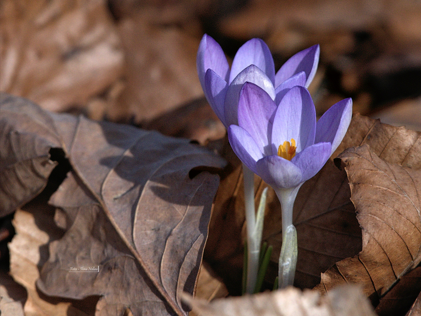 Frühlingserwachen 