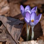 Frühlingserwachen 