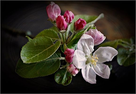 " Frühlingserwachen "