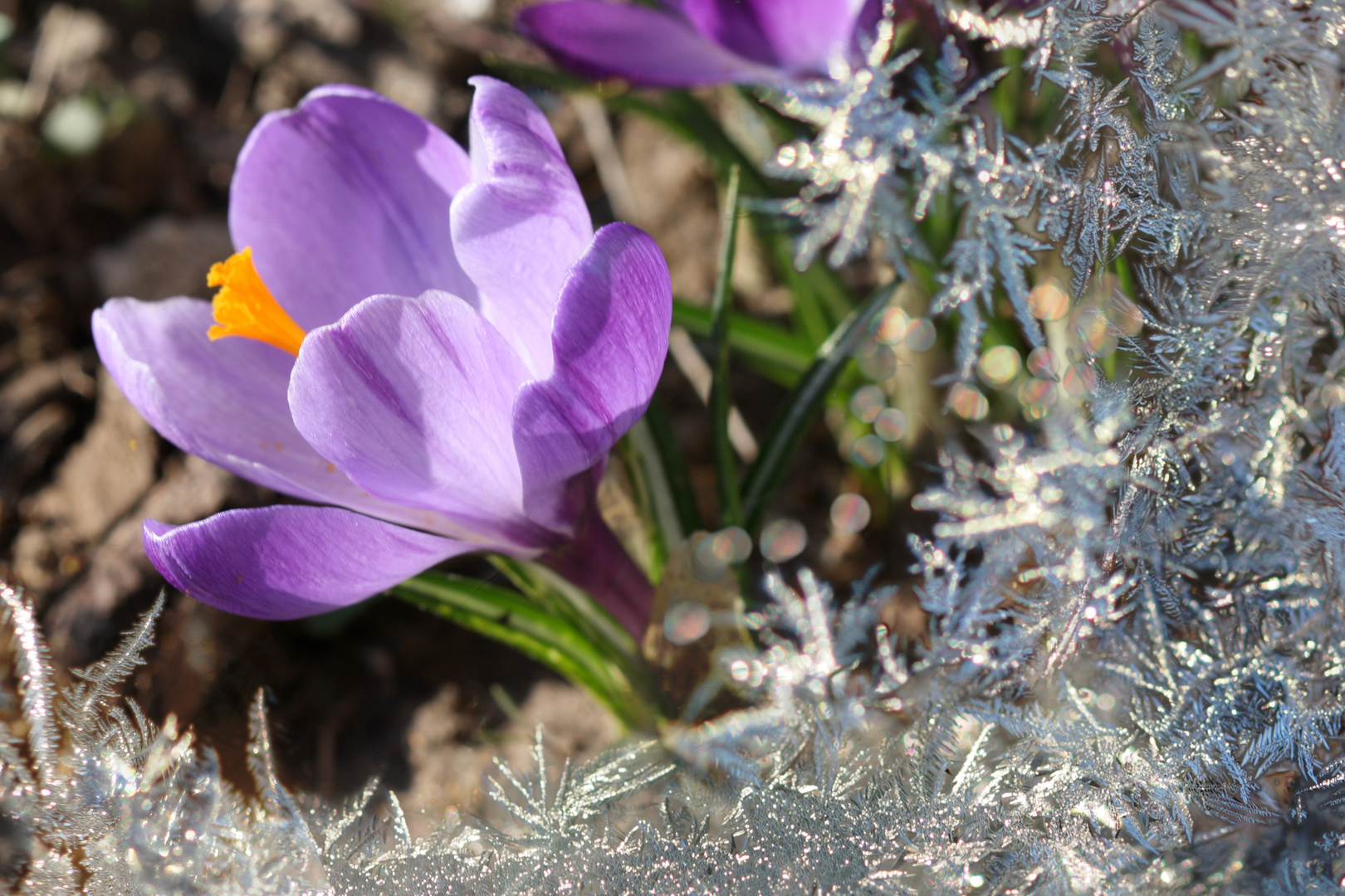 Frühlingserwachen