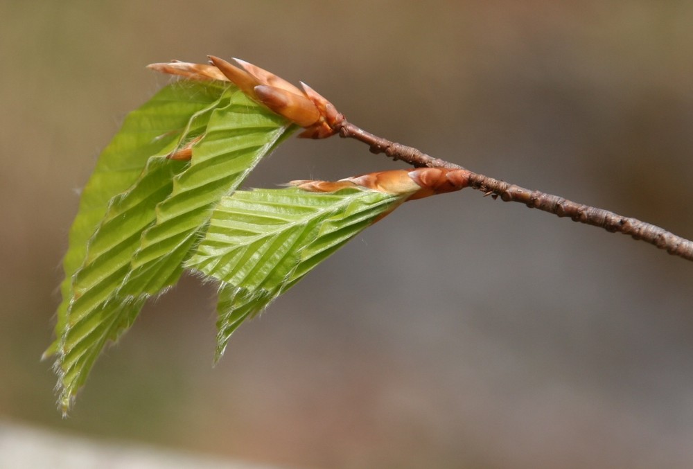 Frühlingserwachen