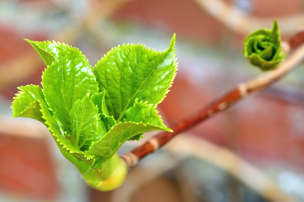 Frühlingserwachen