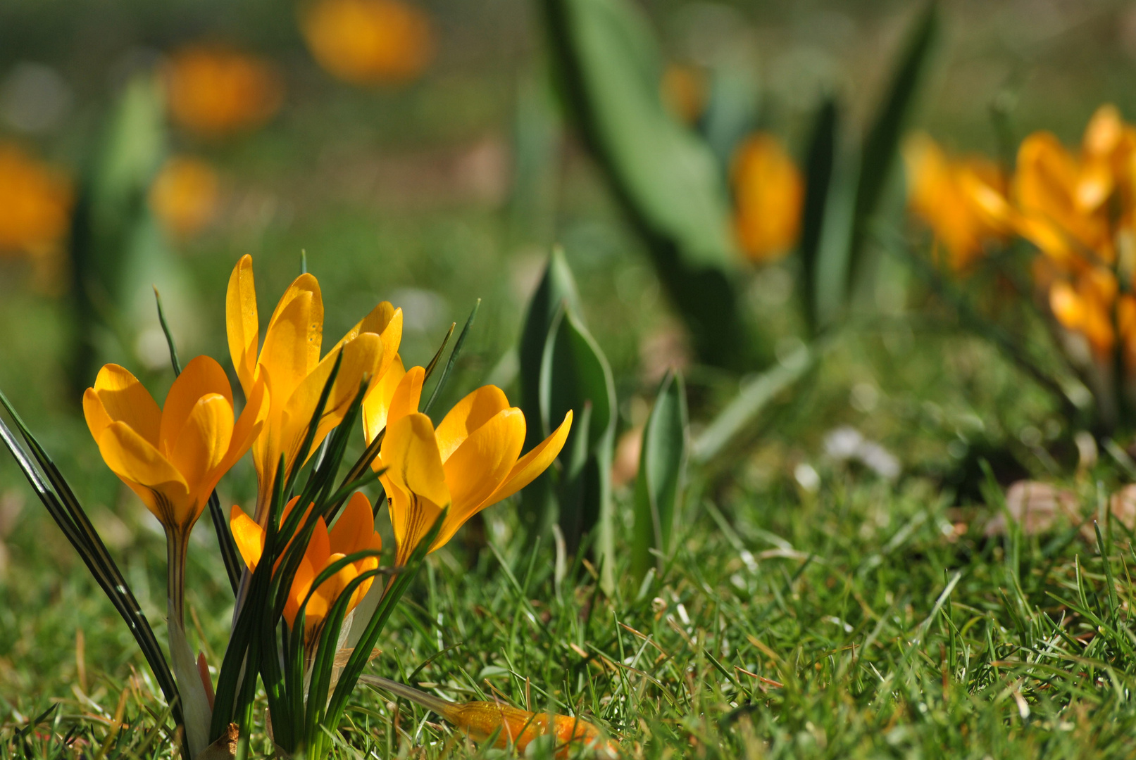 Frühlingserwachen