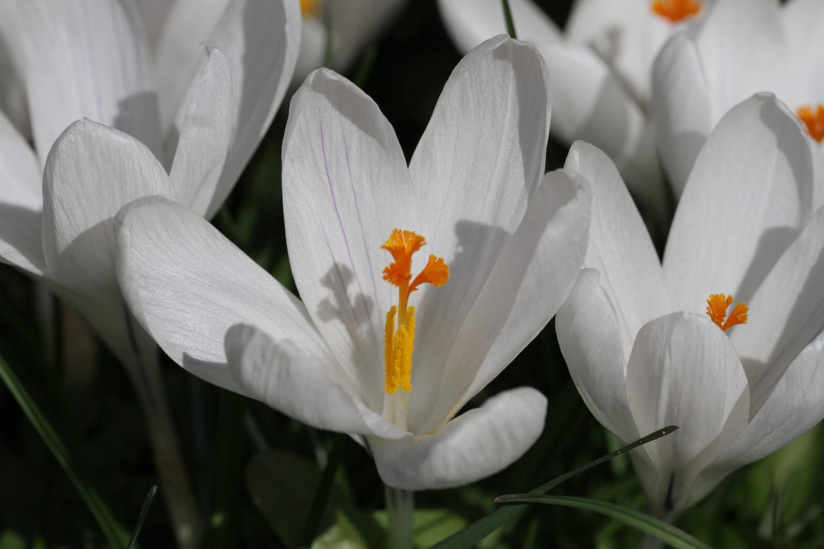 Frühlingserwachen