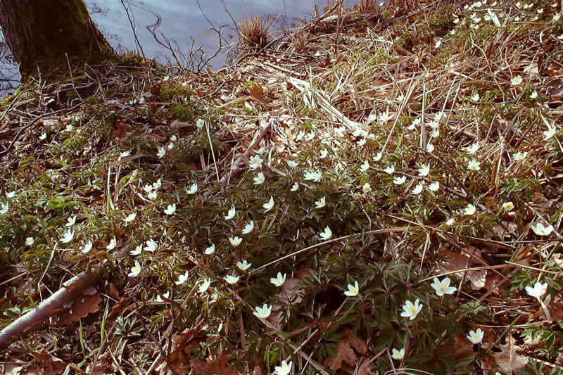 Frühlingserwachen