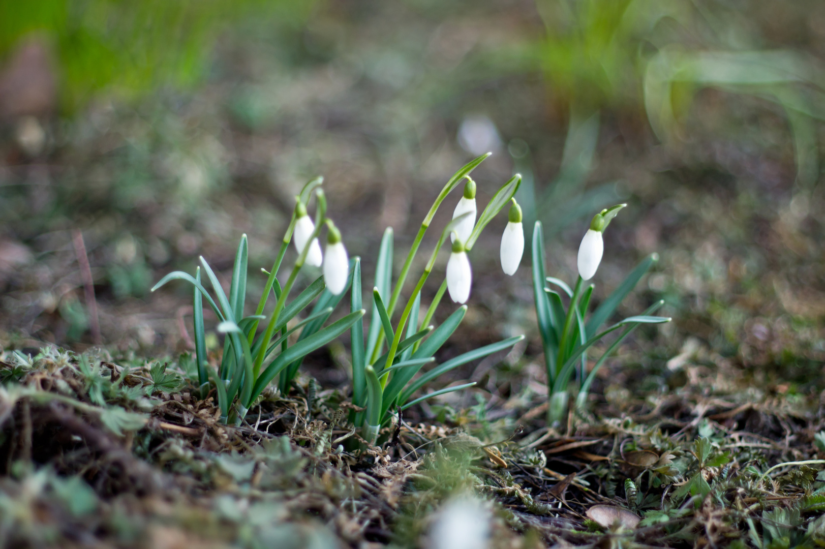 Frühlingserwachen