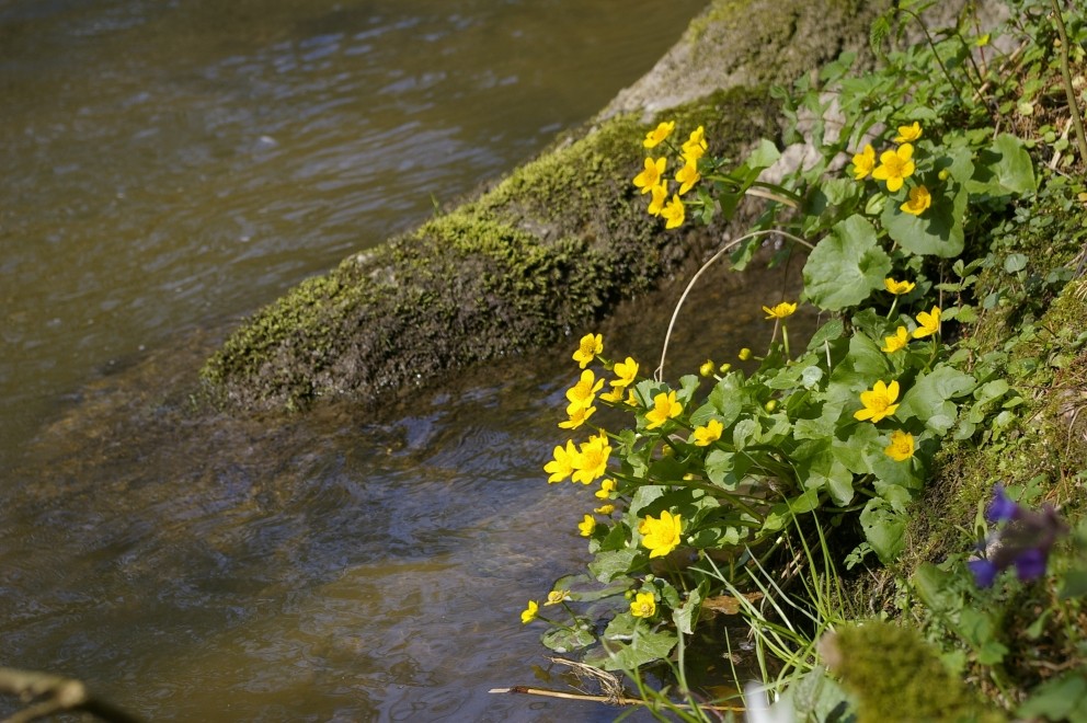 Frühlingserwachen