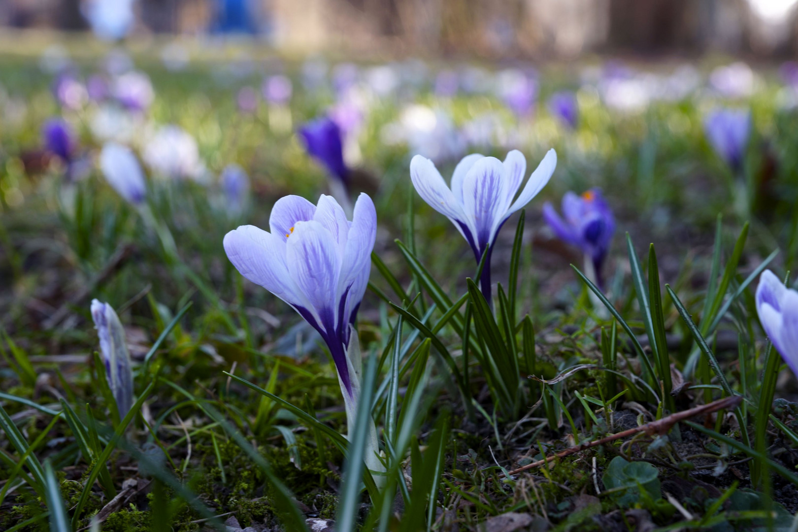 Frühlingserwachen