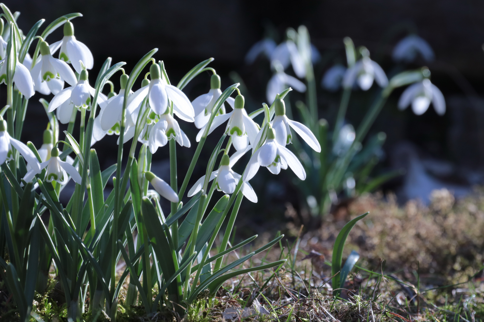 Frühlingserwachen