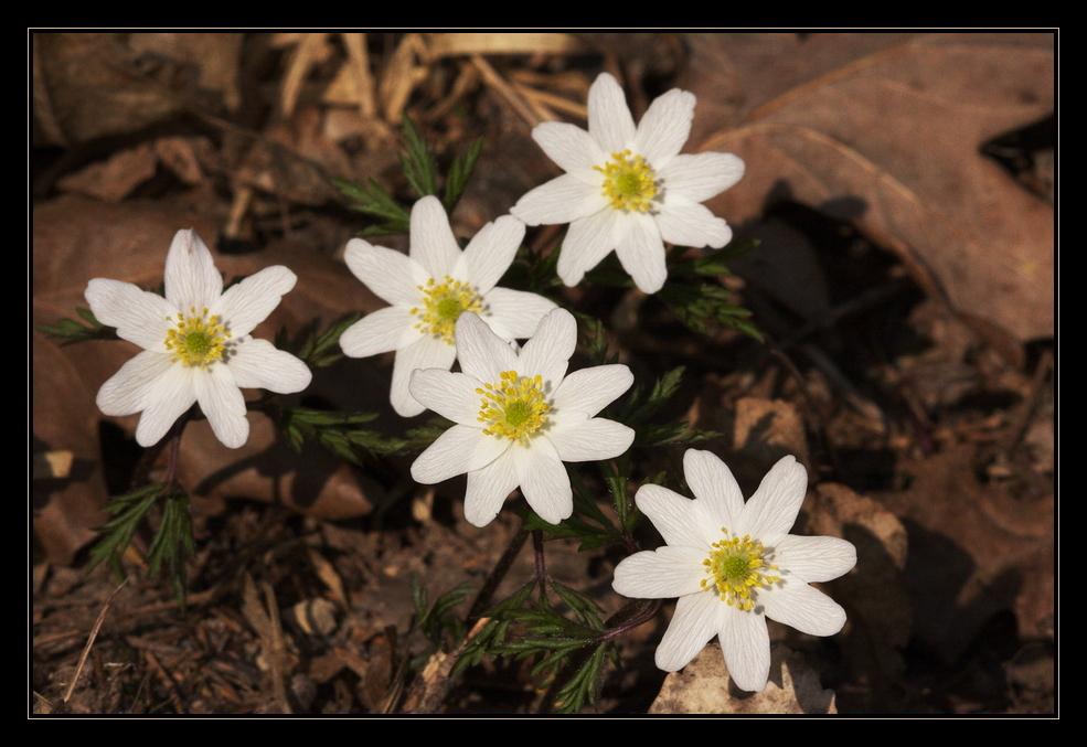 Frühlingserwachen