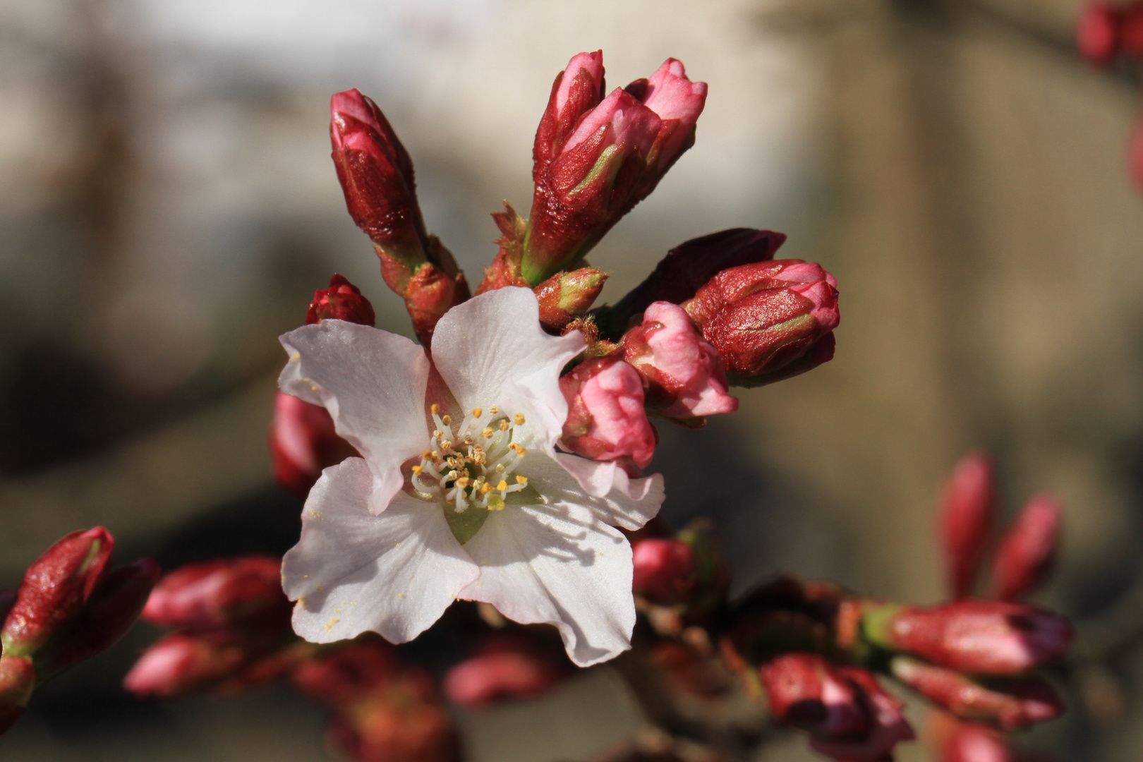 Frühlingserwachen