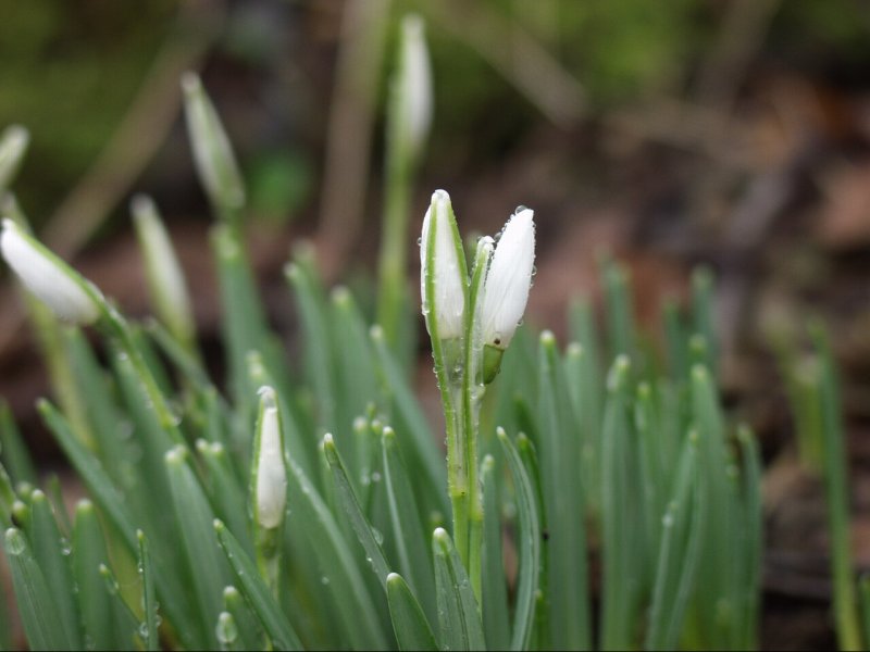 Frühlingserwachen