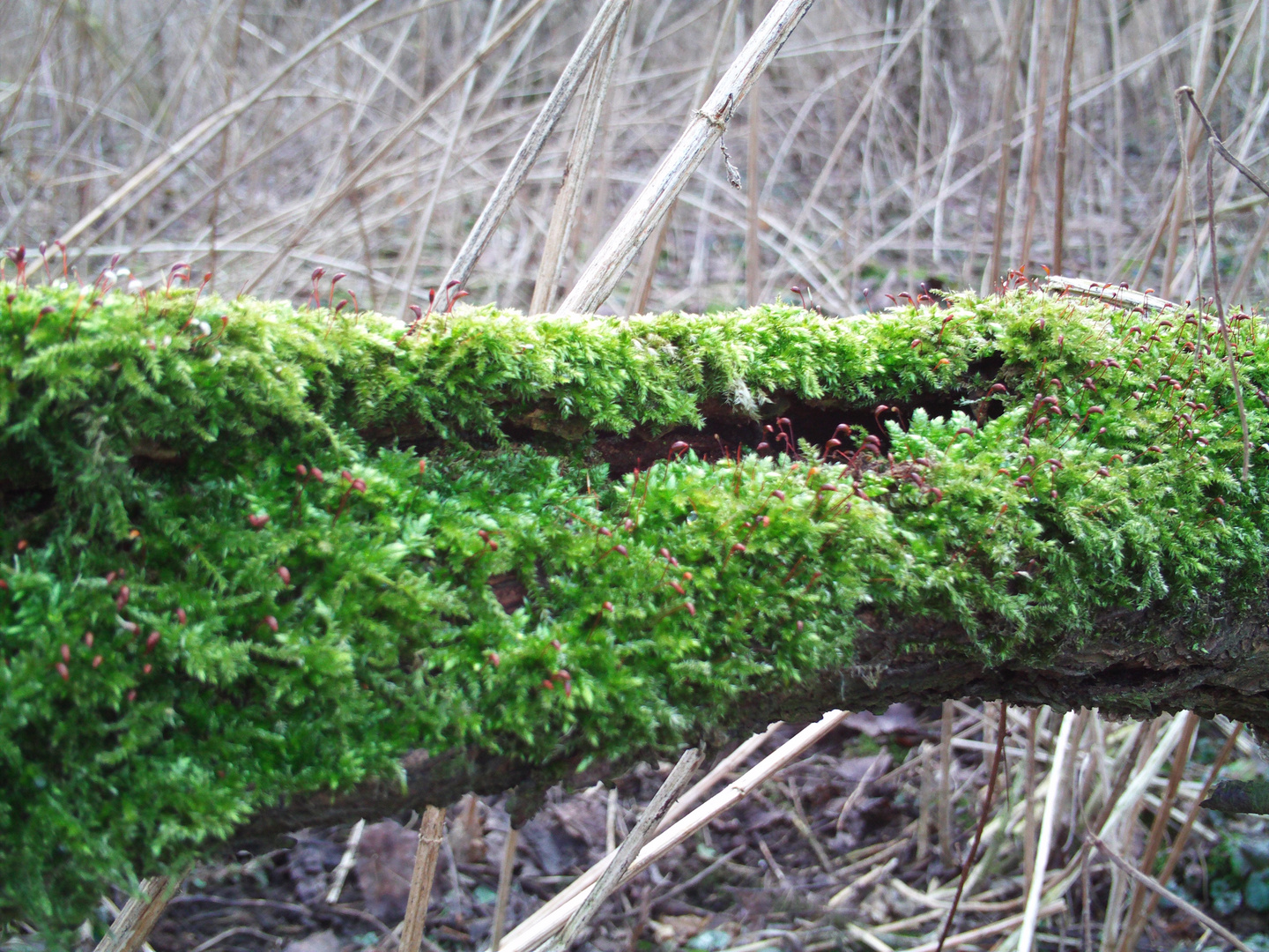 Frühlingserwachen