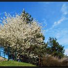 ...FrühlingsErwachen...